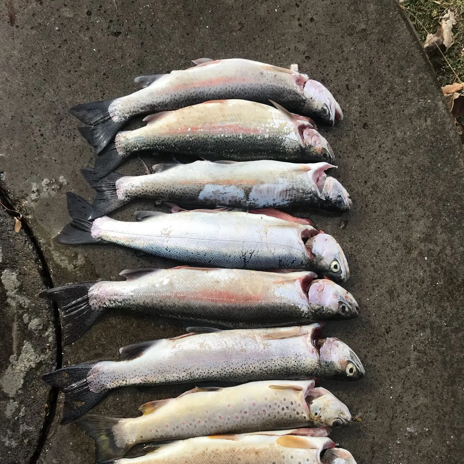 recently logged catches