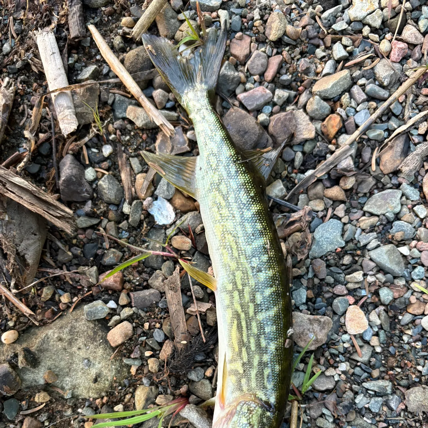 Chain pickerel caught on Fishbrain