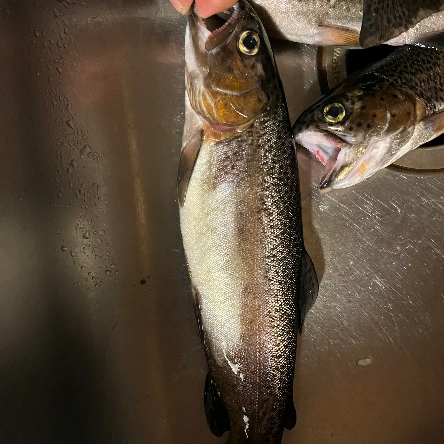 Rainbow trout caught on Fishbrain