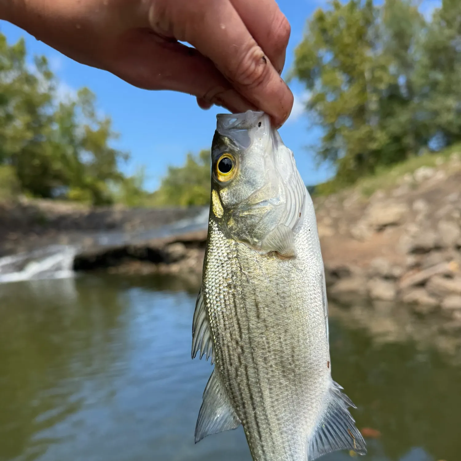 White bass caught on Fishbrain