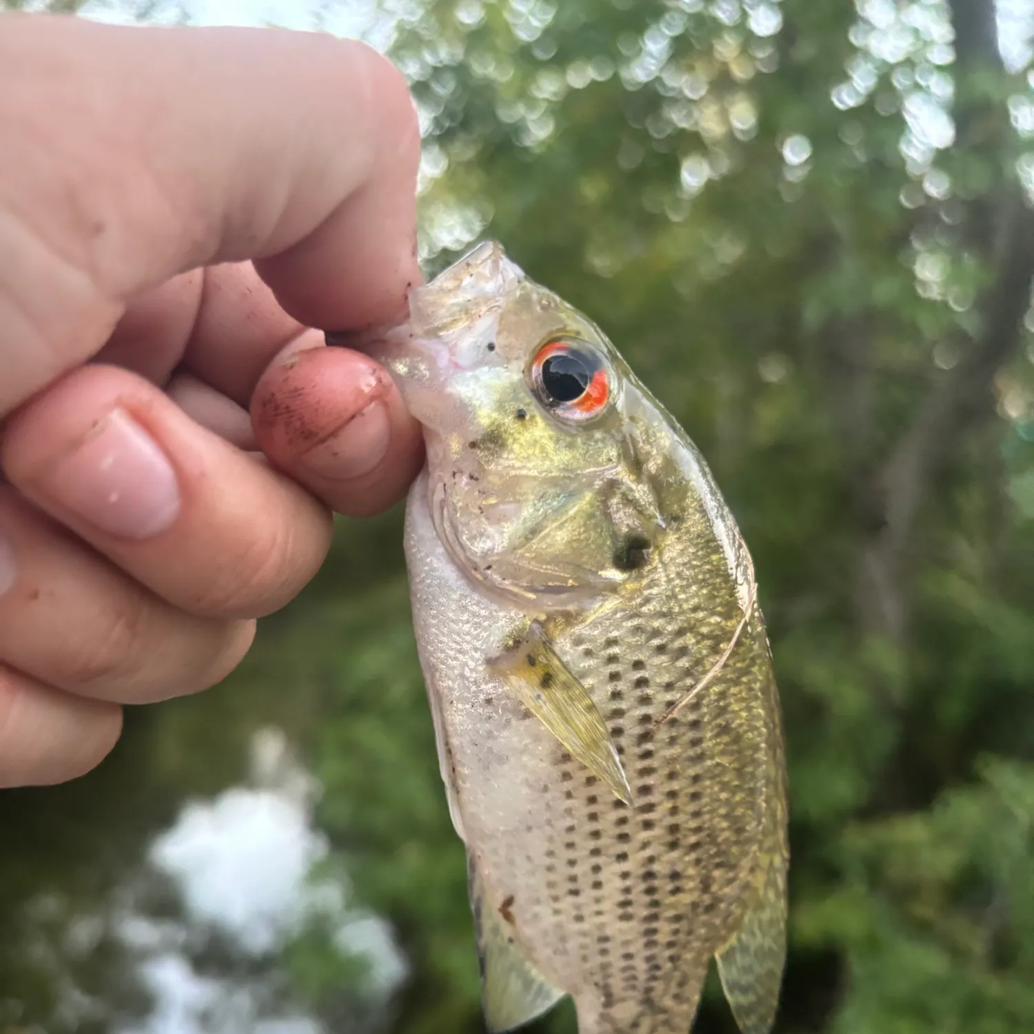 Rock bass caught on Fishbrain