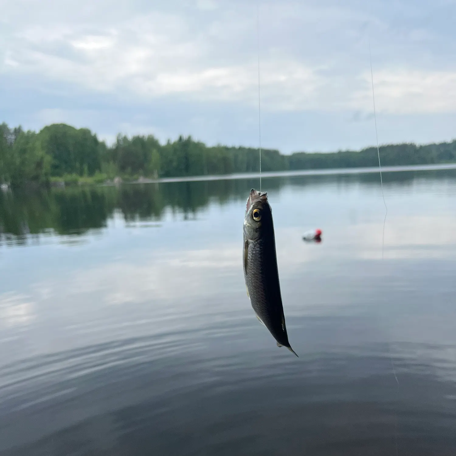 The most recent Common bleak catches on Fishbrain