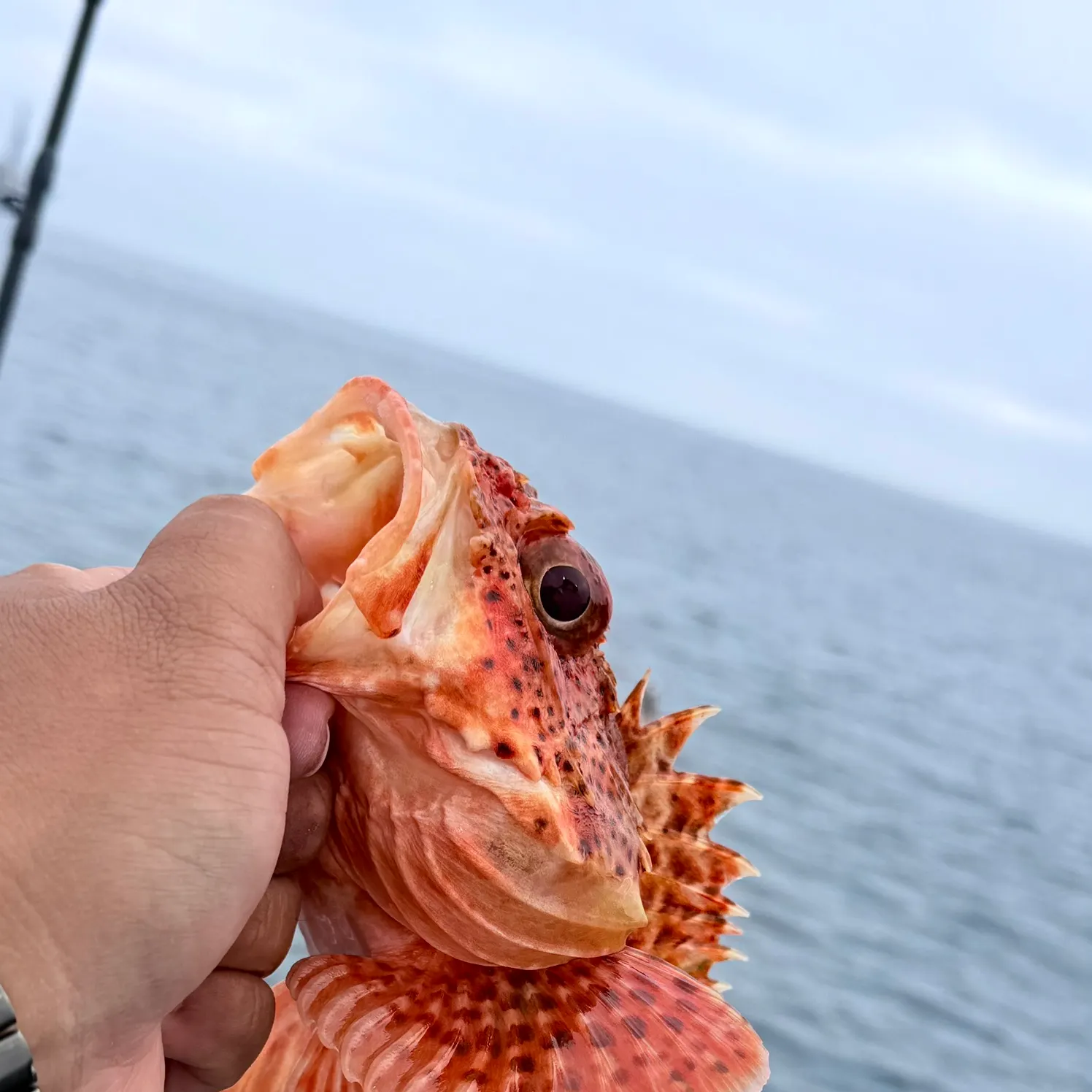 The most recent Spinyhead sculpin catches on Fishbrain