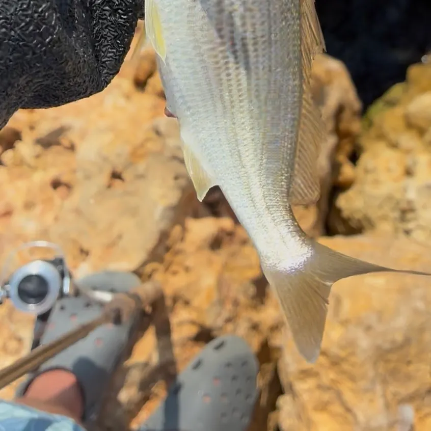 The most recent Tomtate grunt catches on Fishbrain