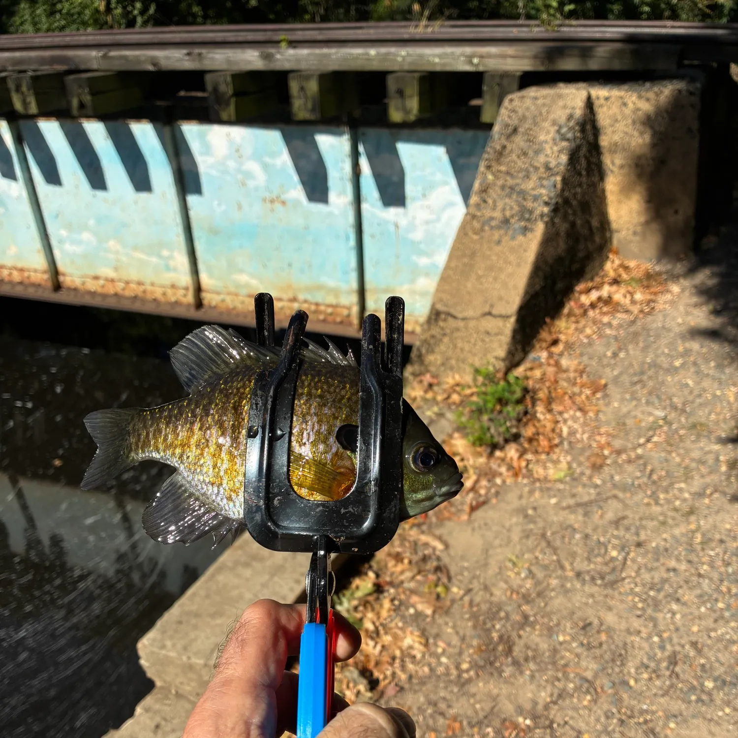 Bluegill caught on Fishbrain