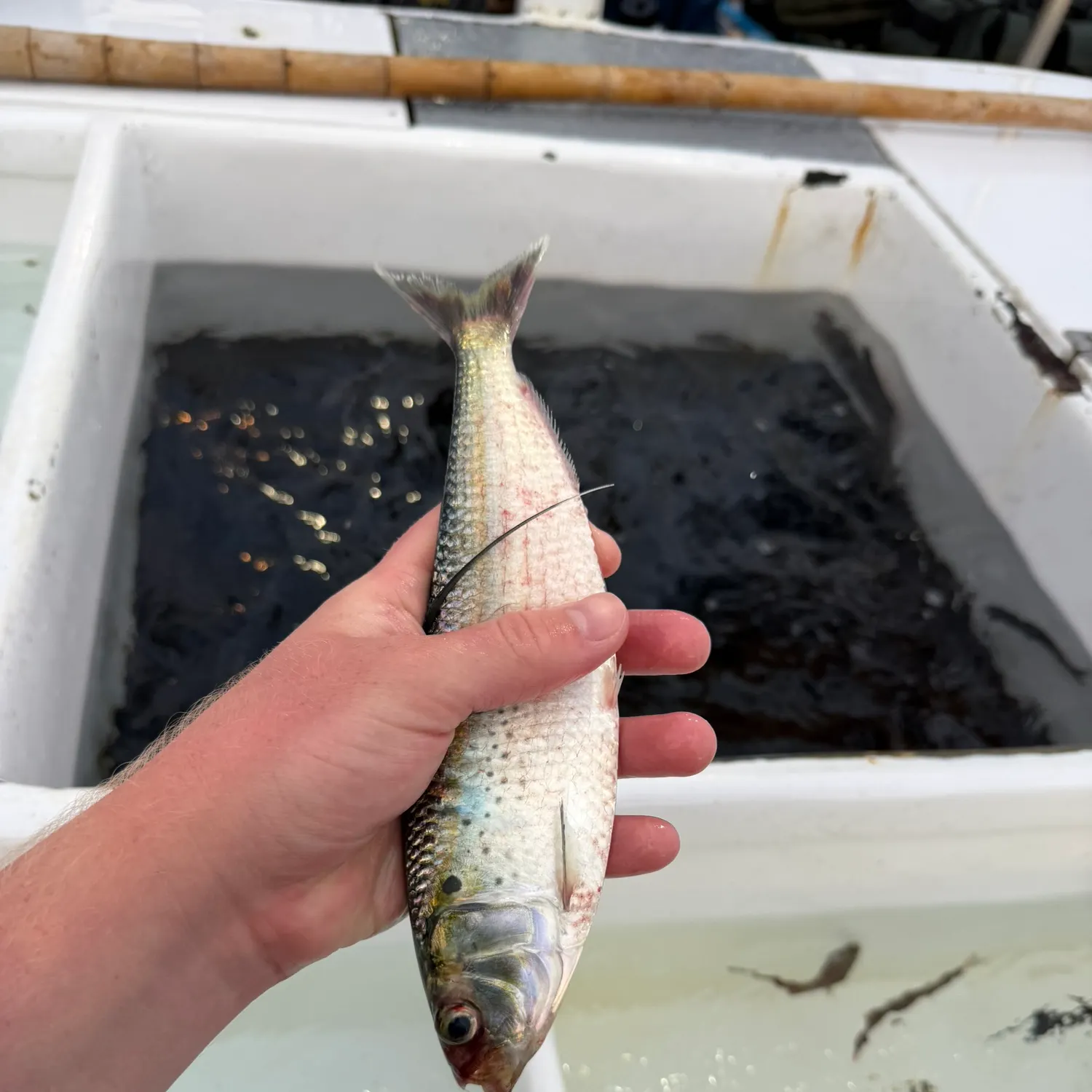 The most recent Atlantic thread herring catches on Fishbrain