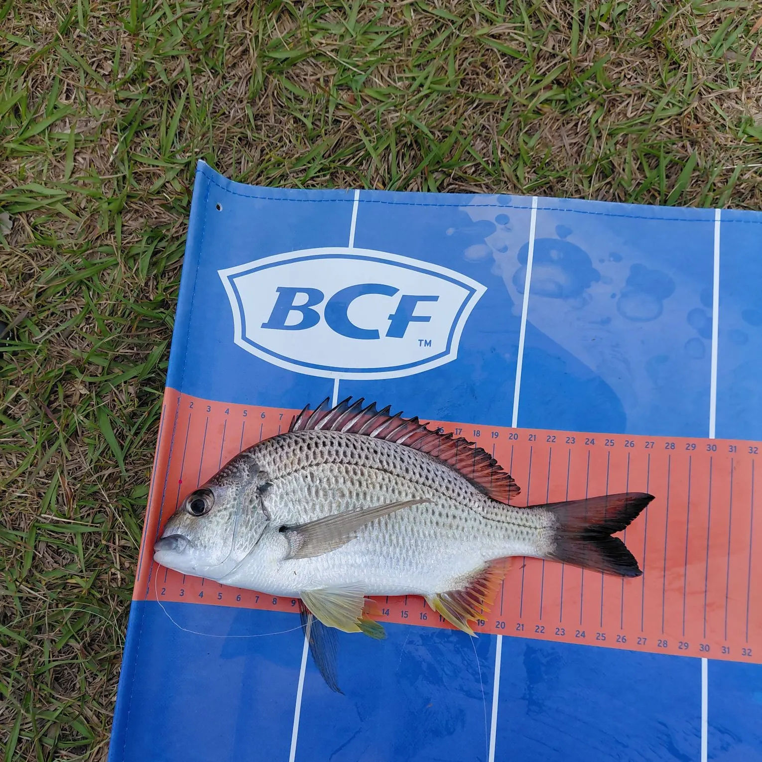 Surf bream caught on Fishbrain