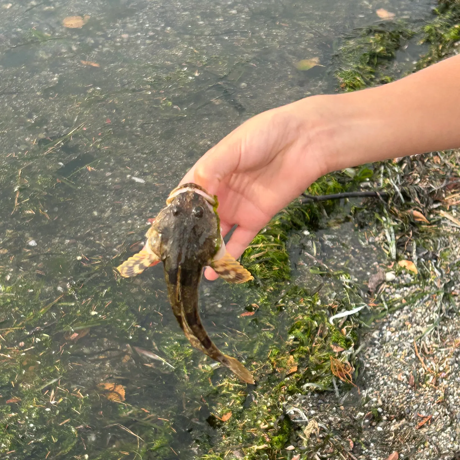The most recent Pacific staghorn sculpin catches on Fishbrain