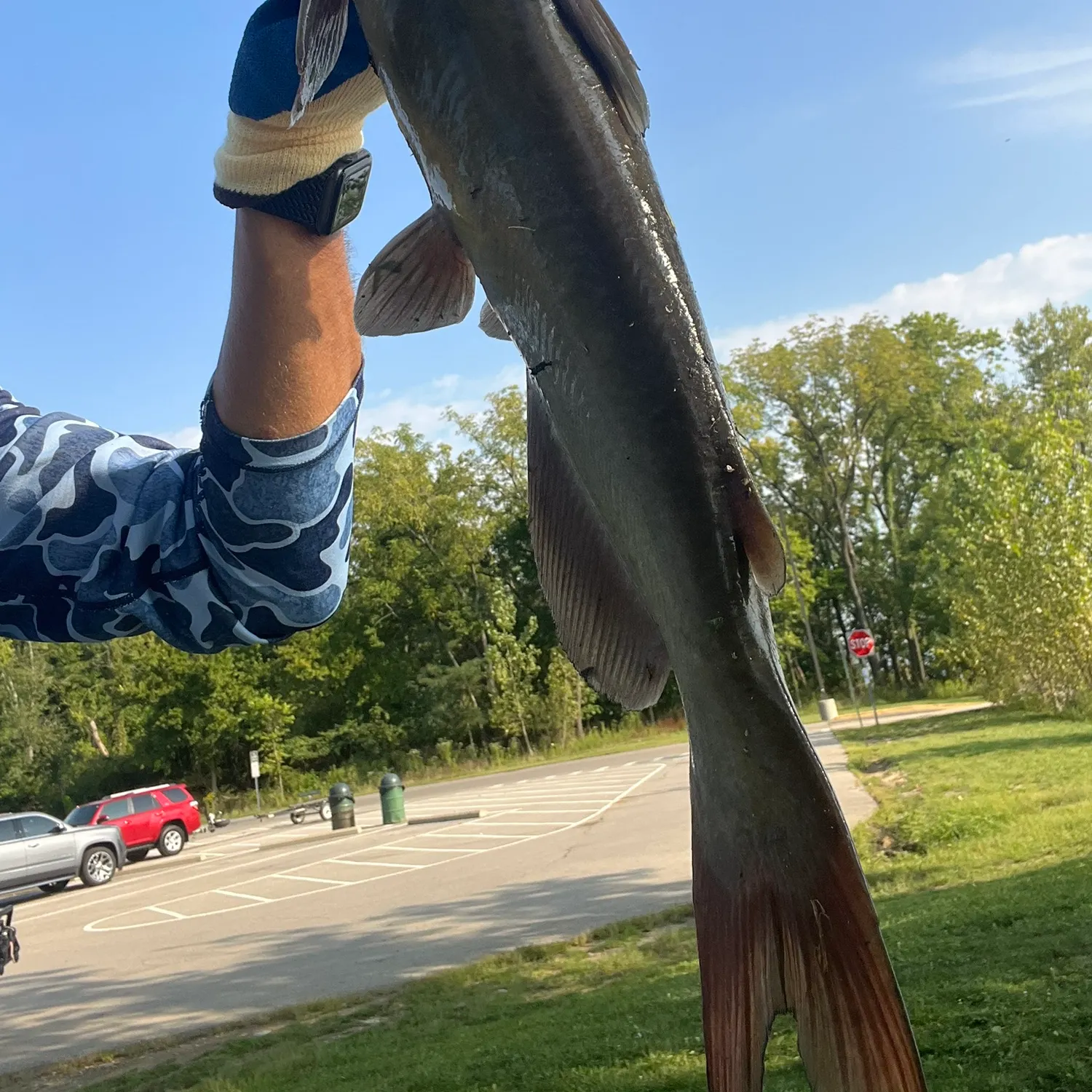 Channel catfish caught on Fishbrain
