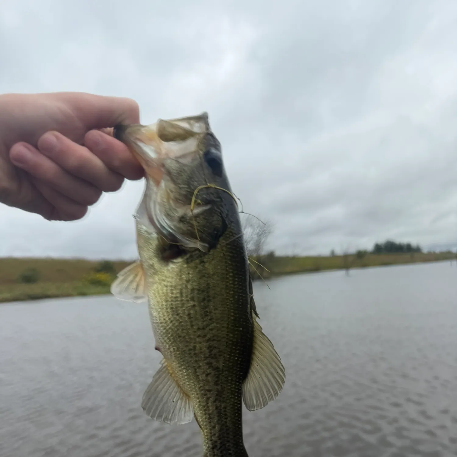 Fish caught on Fishbrain
