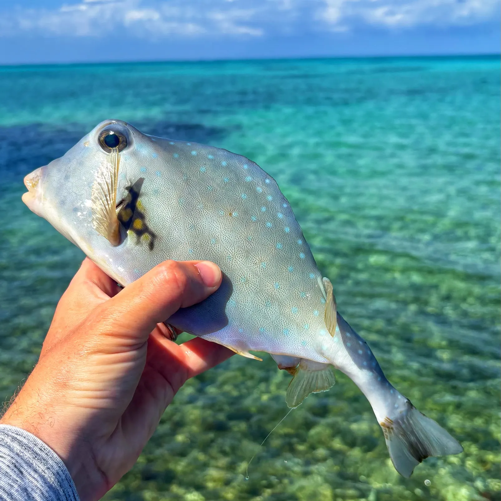 The most recent Buffalo trunkfish catches on Fishbrain