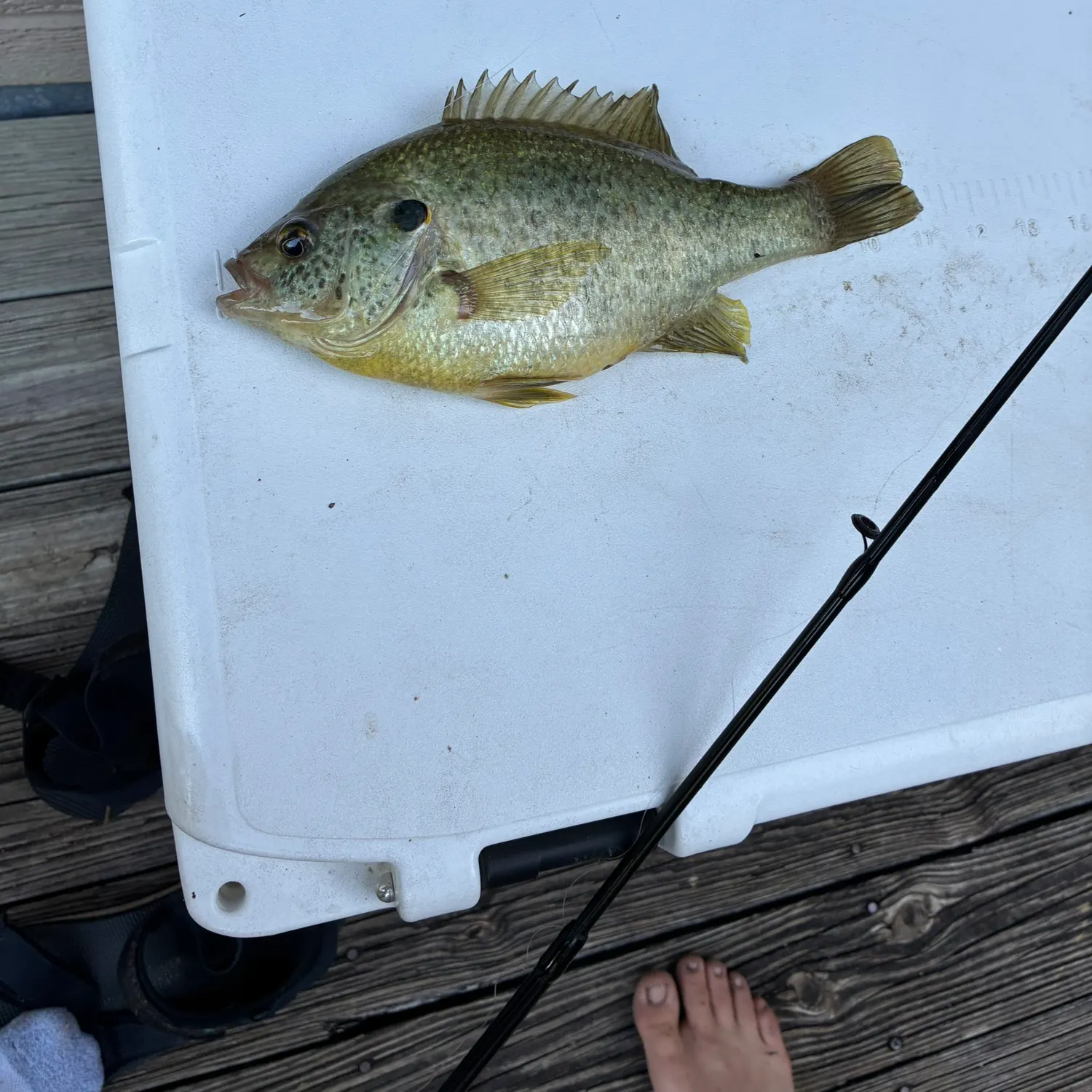 The most recent Redear sunfish catches on Fishbrain