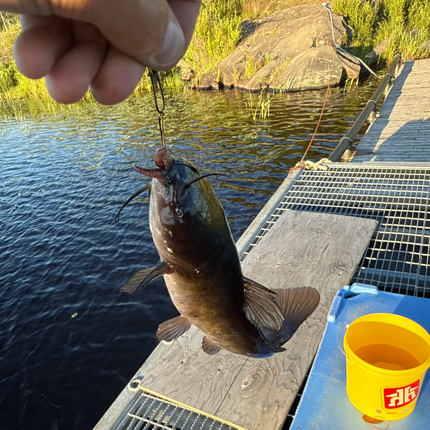 Channel catfish caught on Fishbrain