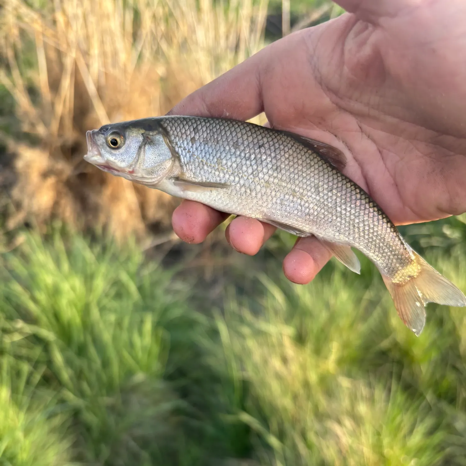 The most recent Utah chub catches on Fishbrain