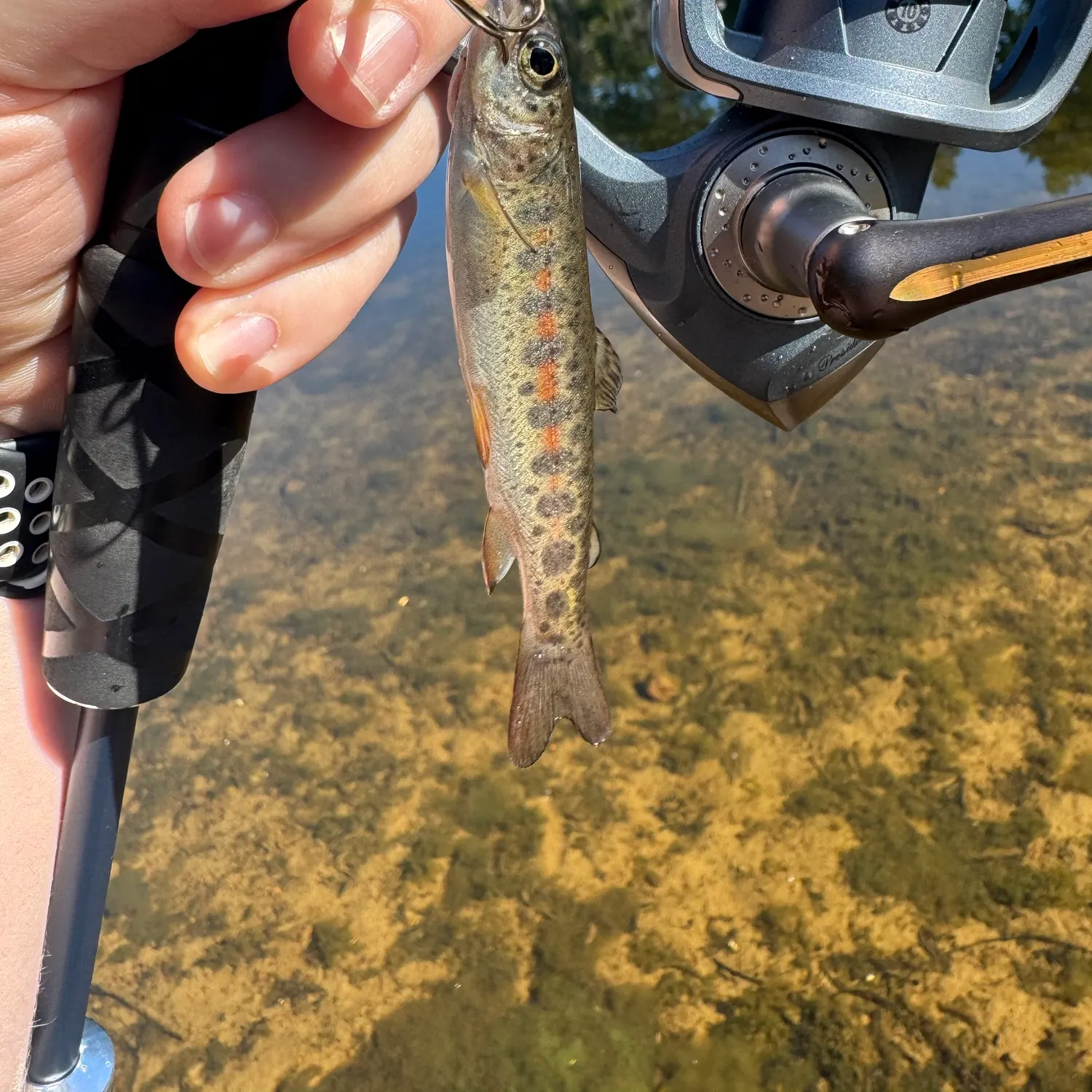 Rainbow trout caught on Fishbrain