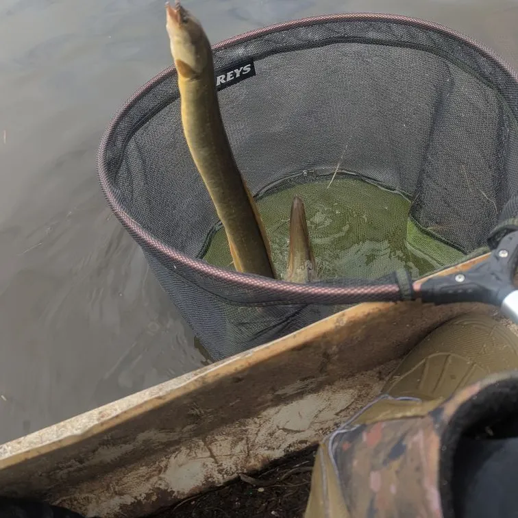 The most recent European eel catches on Fishbrain