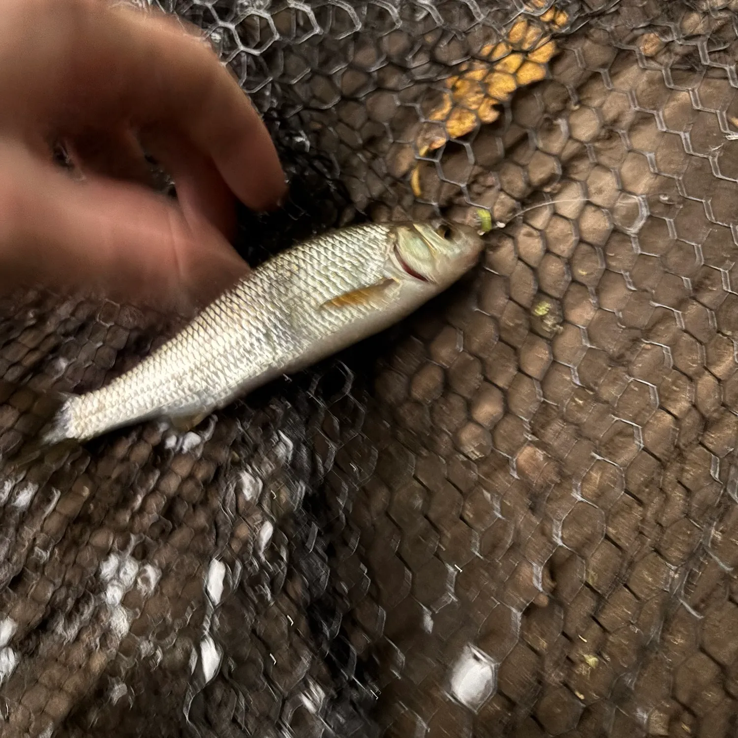 Common dace caught on Fishbrain