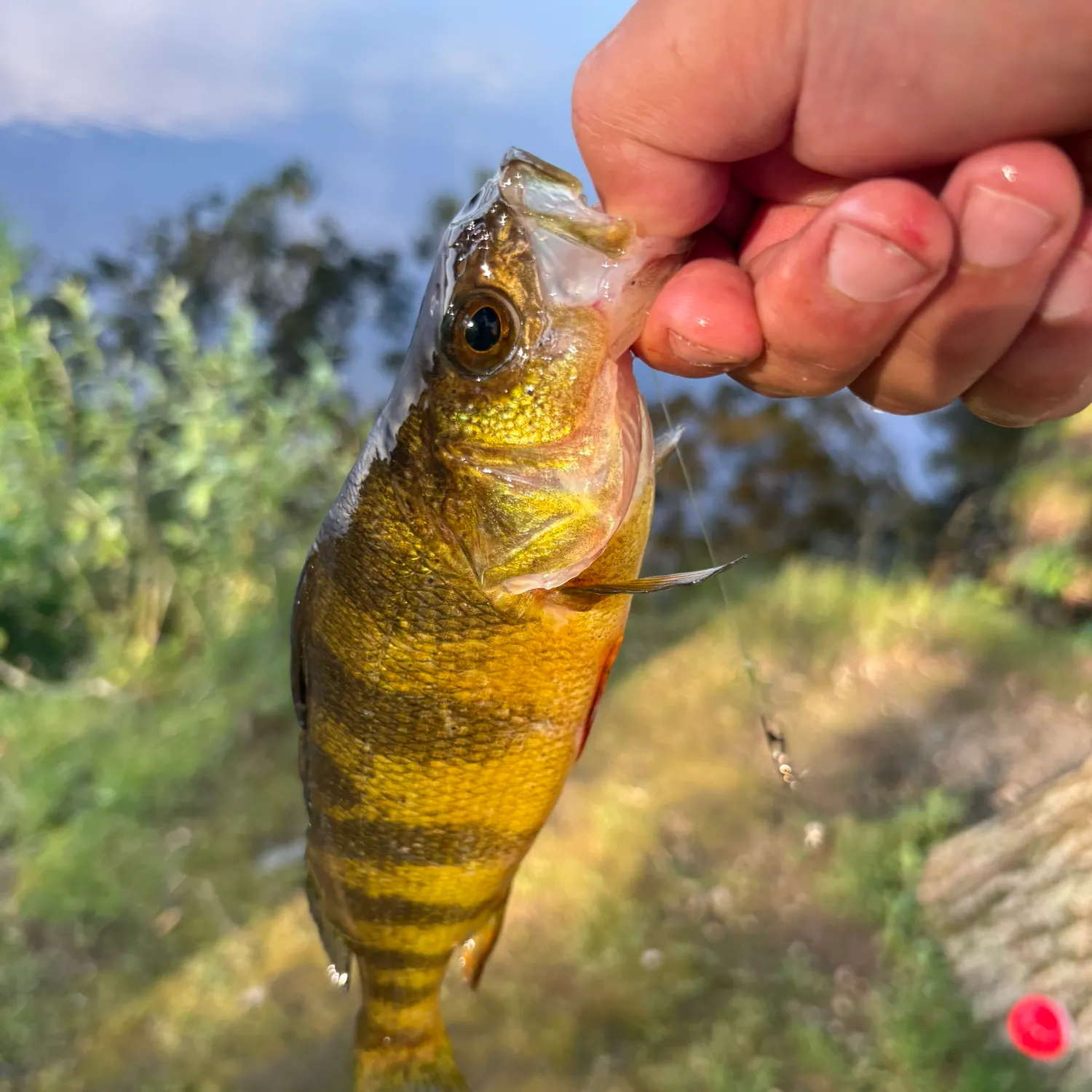 catch