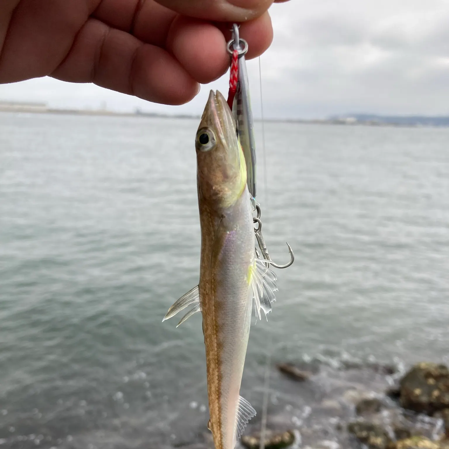 The most recent Pacific barracuda catches on Fishbrain