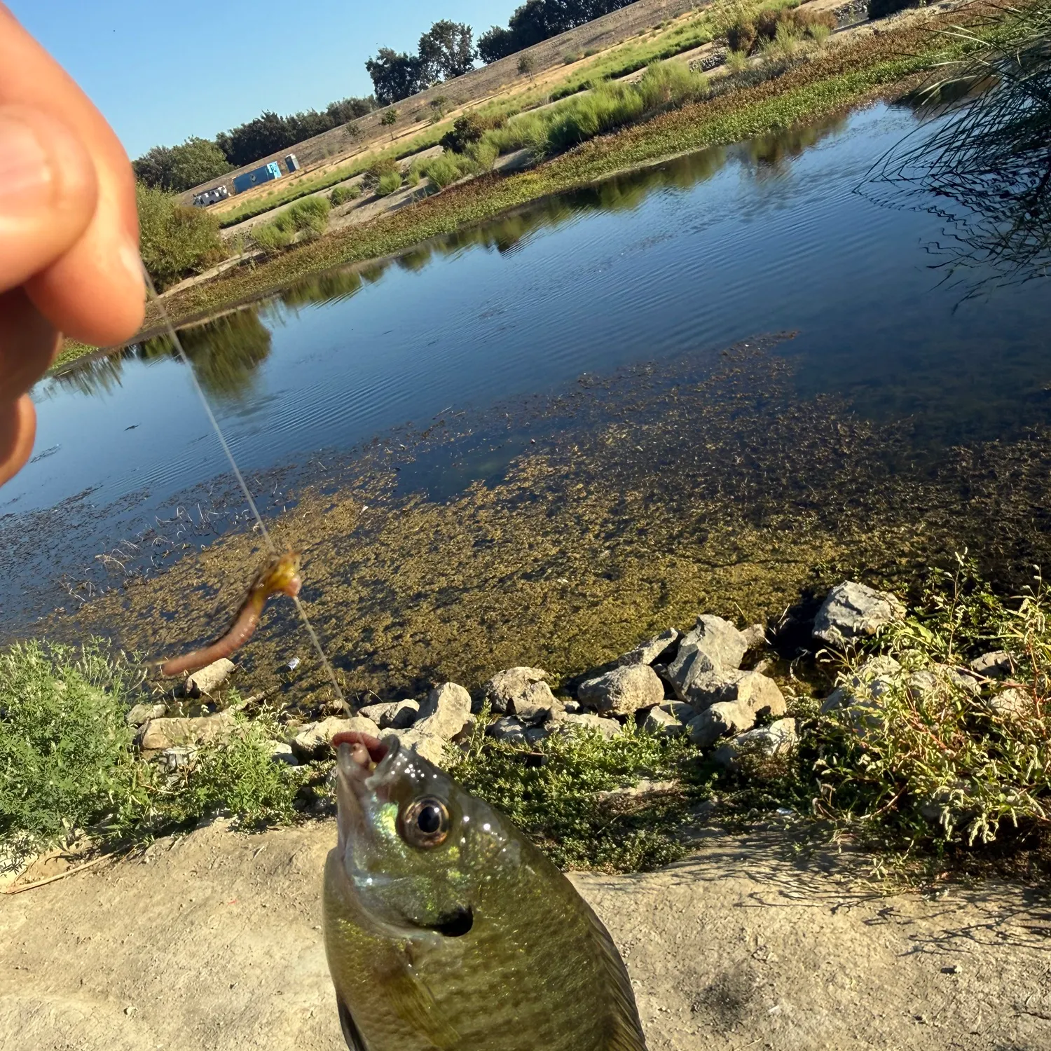 Bluegill caught on Fishbrain