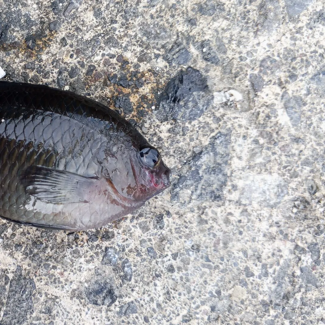 The most recent Dusky damselfish catches on Fishbrain