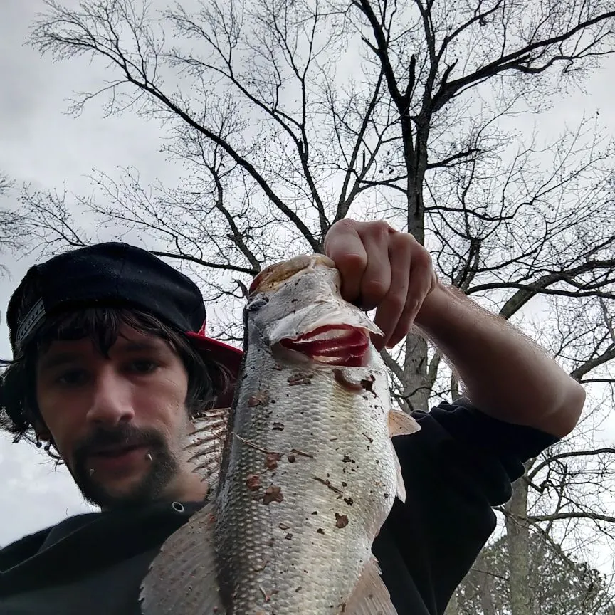 The most recent Largemouth bass catches on Fishbrain