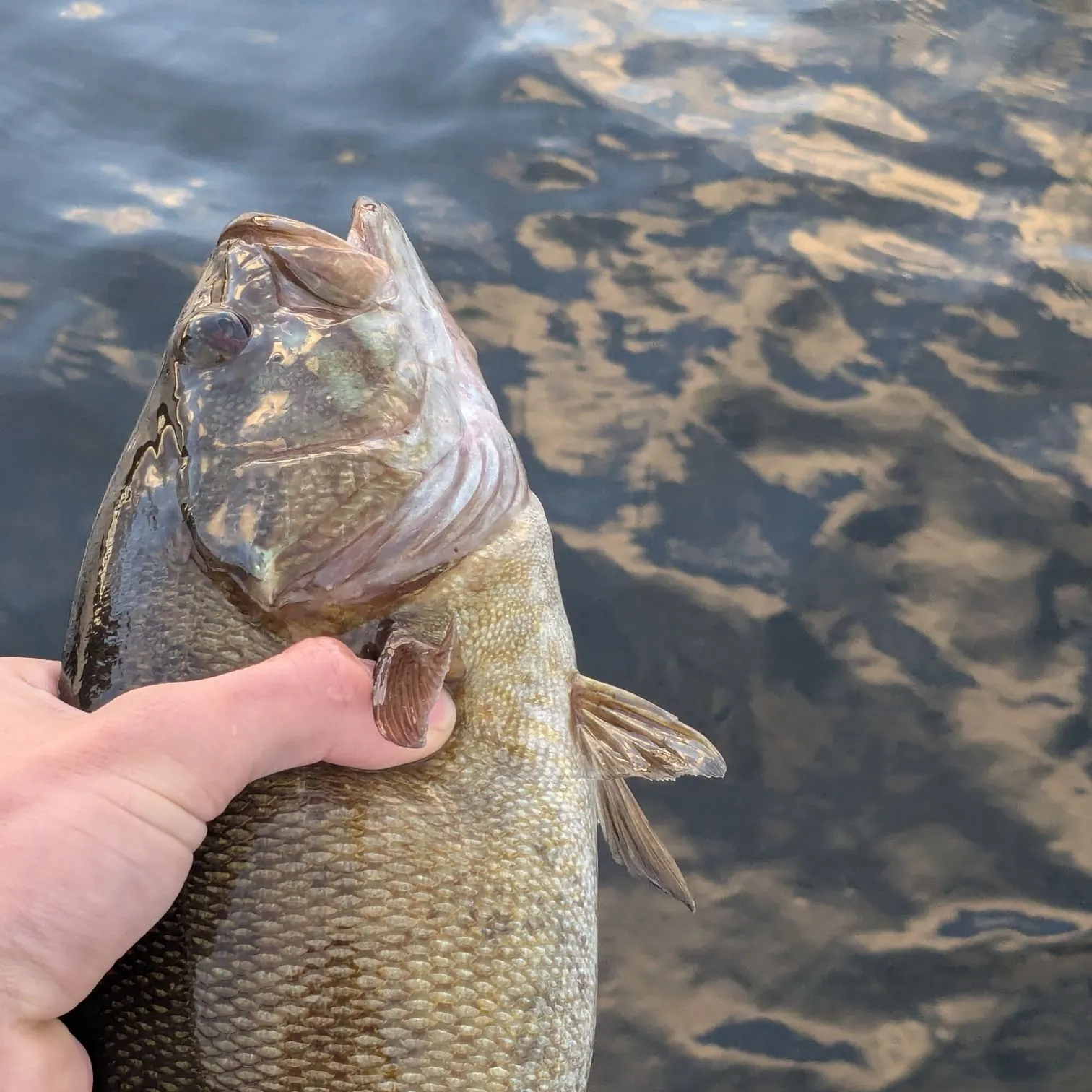 Smallmouth bass caught on Fishbrain