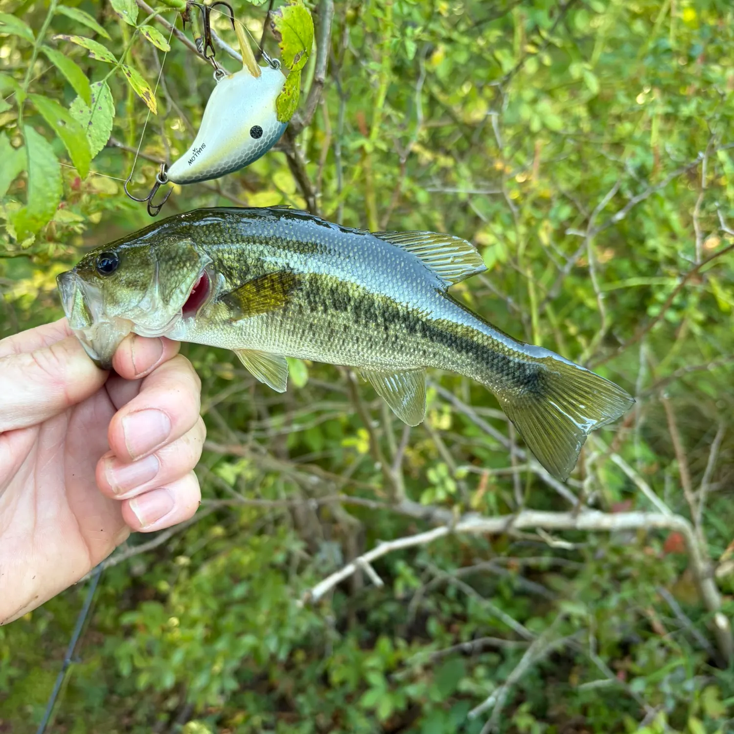 Largemouth bass caught on Fishbrain