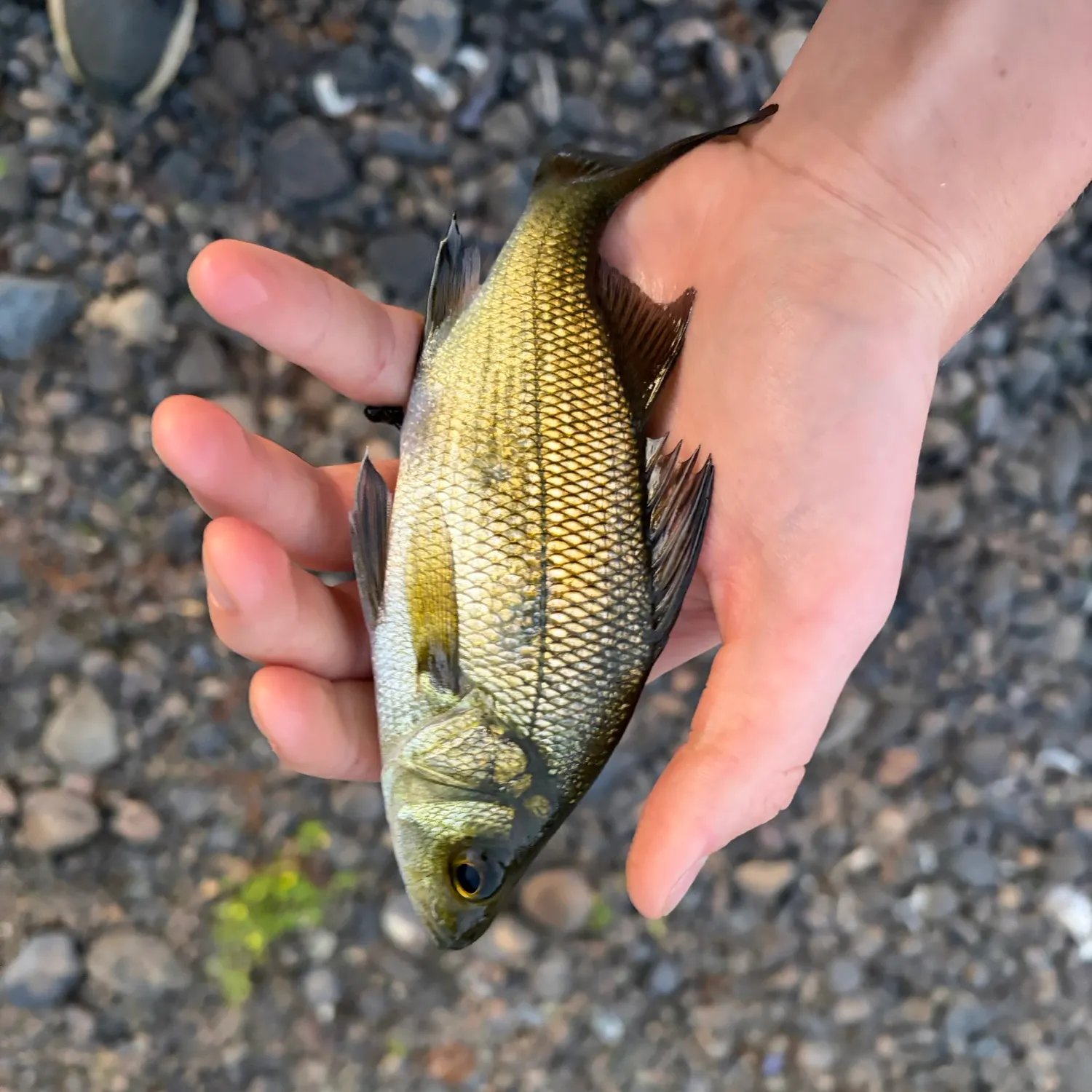 White perch caught on Fishbrain