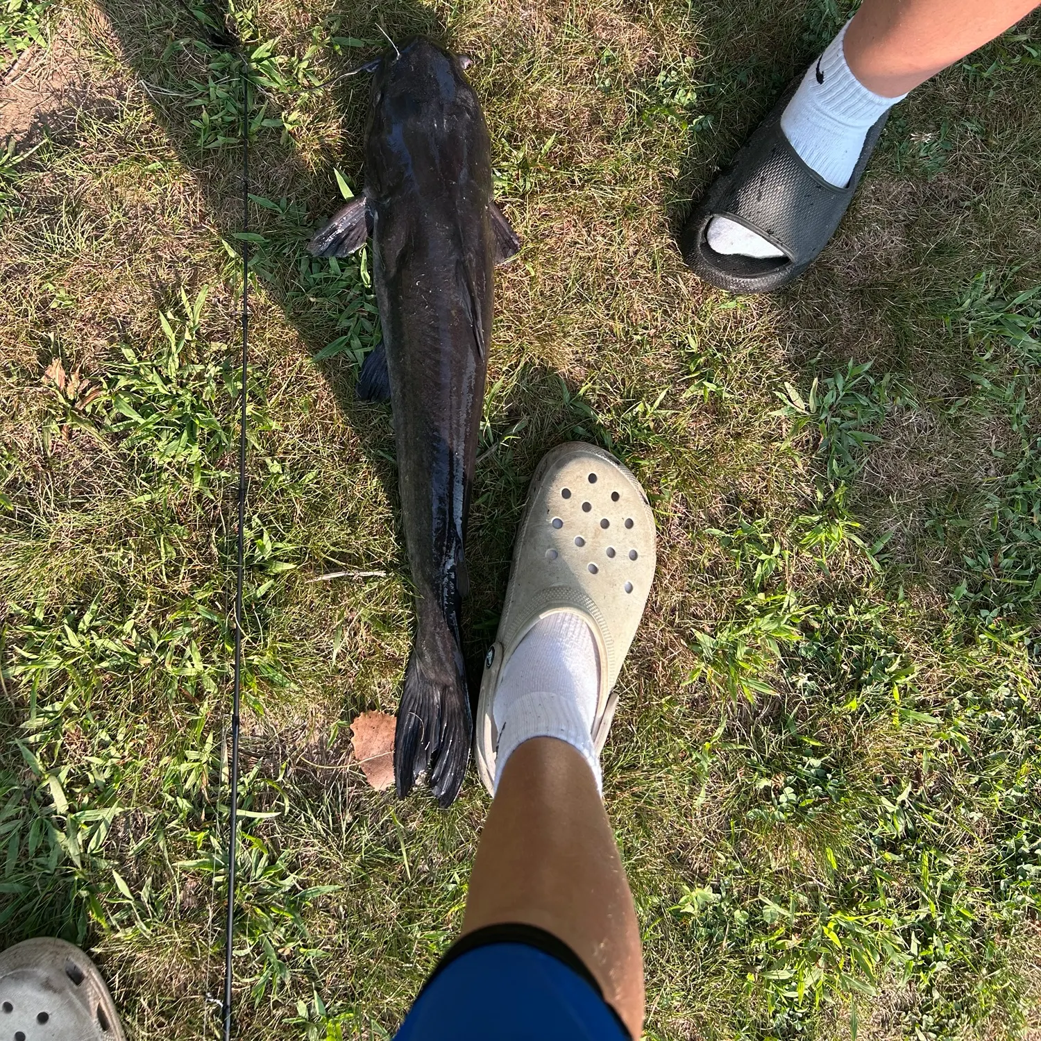 Channel catfish caught on Fishbrain