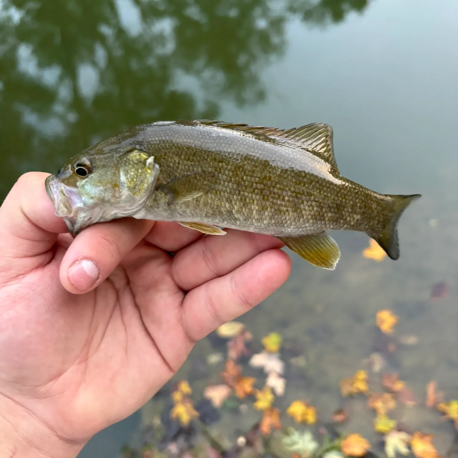 Smallmouth bass caught on Fishbrain