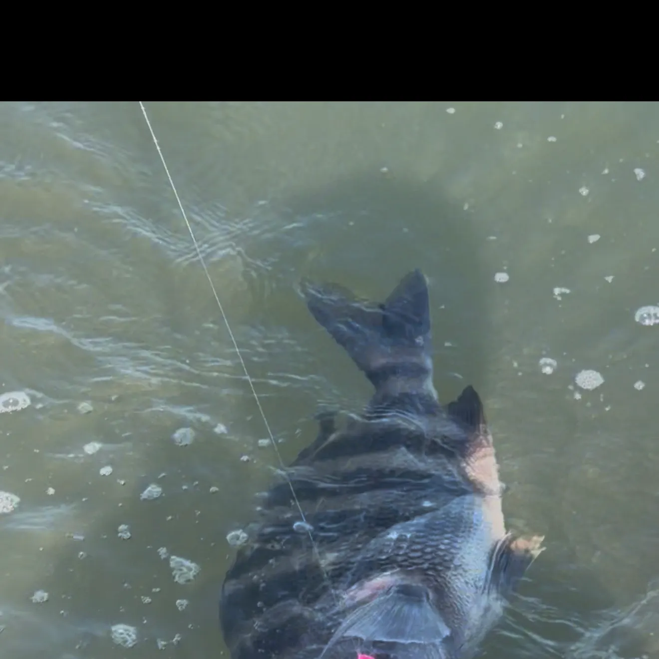 The most recent Sheepshead catches on Fishbrain