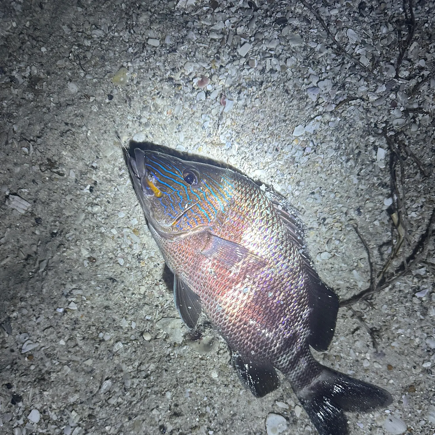 The most recent White grunt catches on Fishbrain