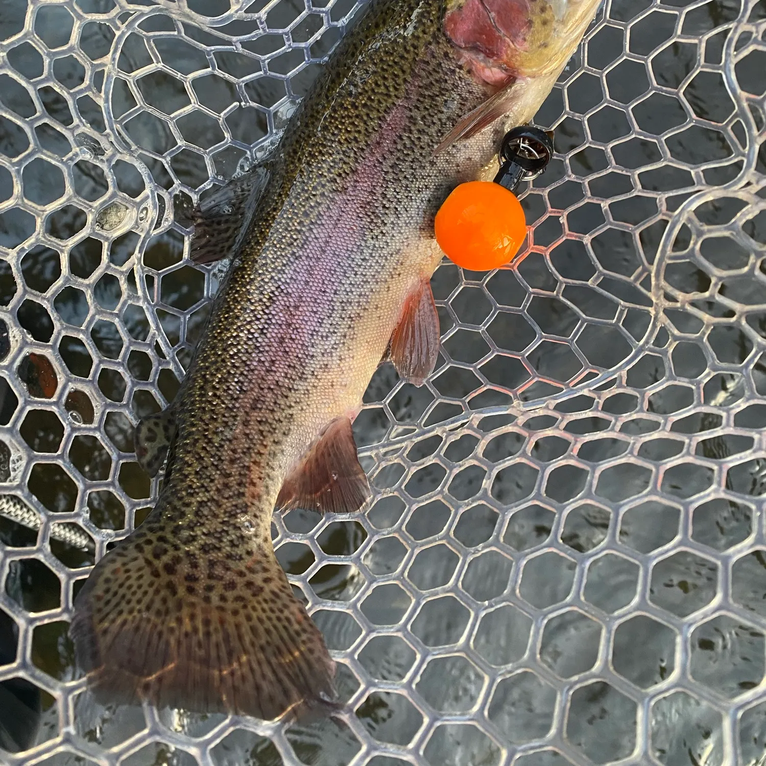 Rainbow trout caught on Fishbrain