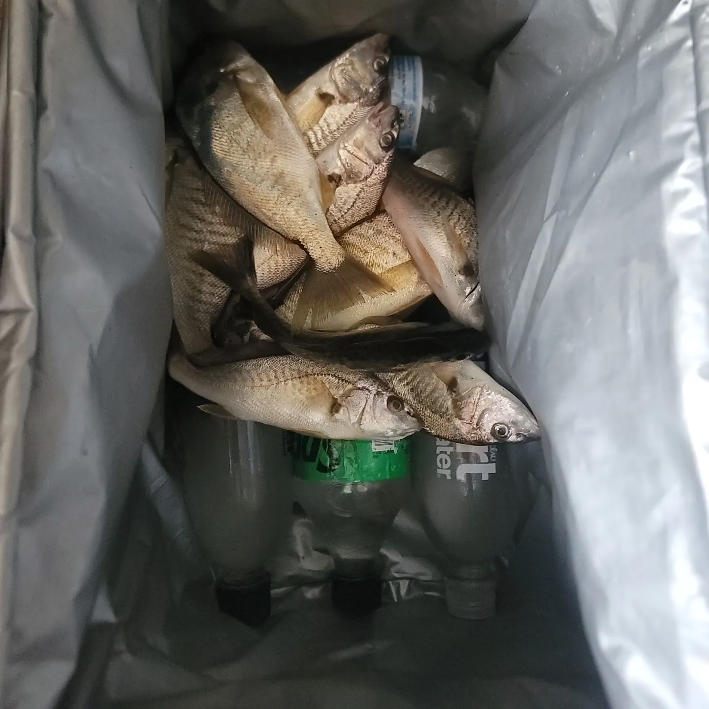 Spot croaker caught on Fishbrain