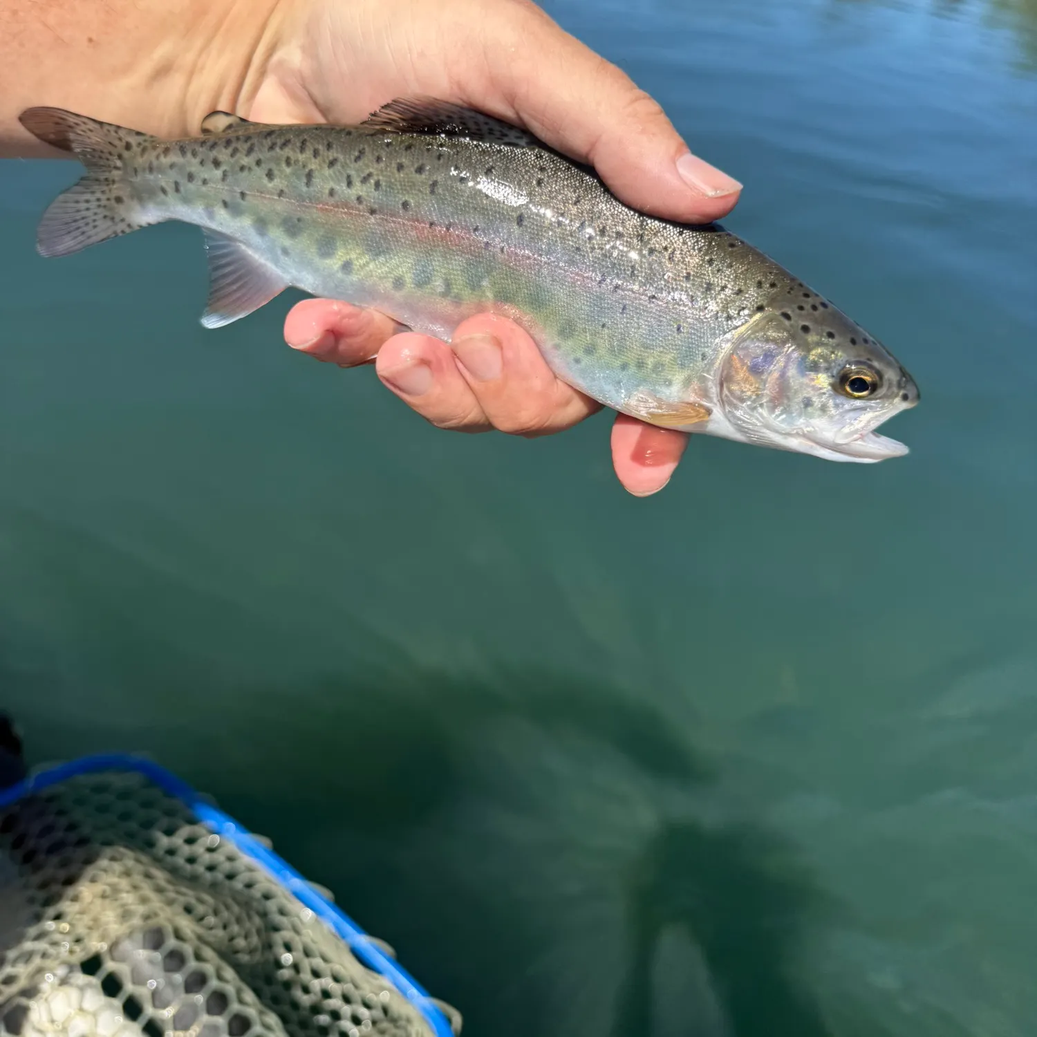 Rainbow trout caught on Fishbrain