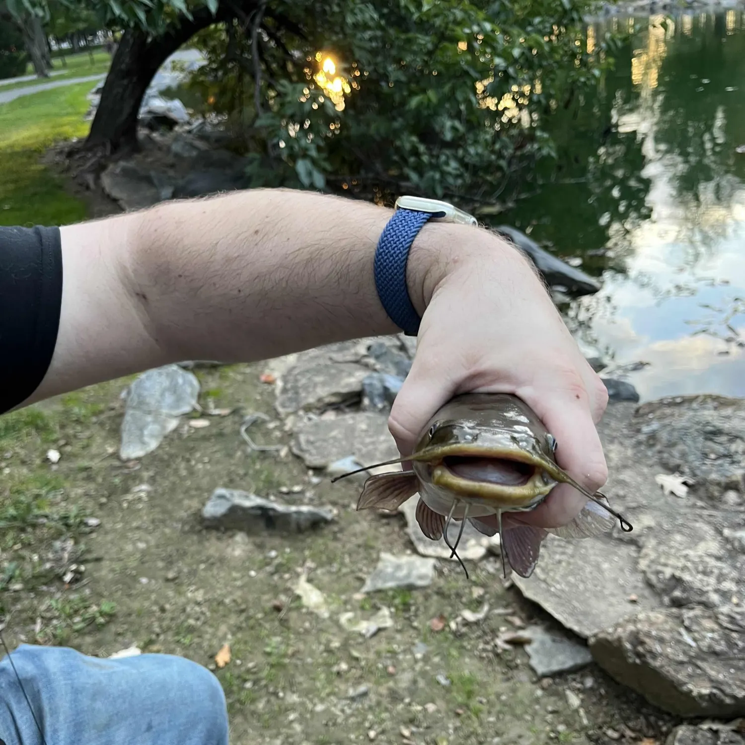 Black bullhead caught on Fishbrain