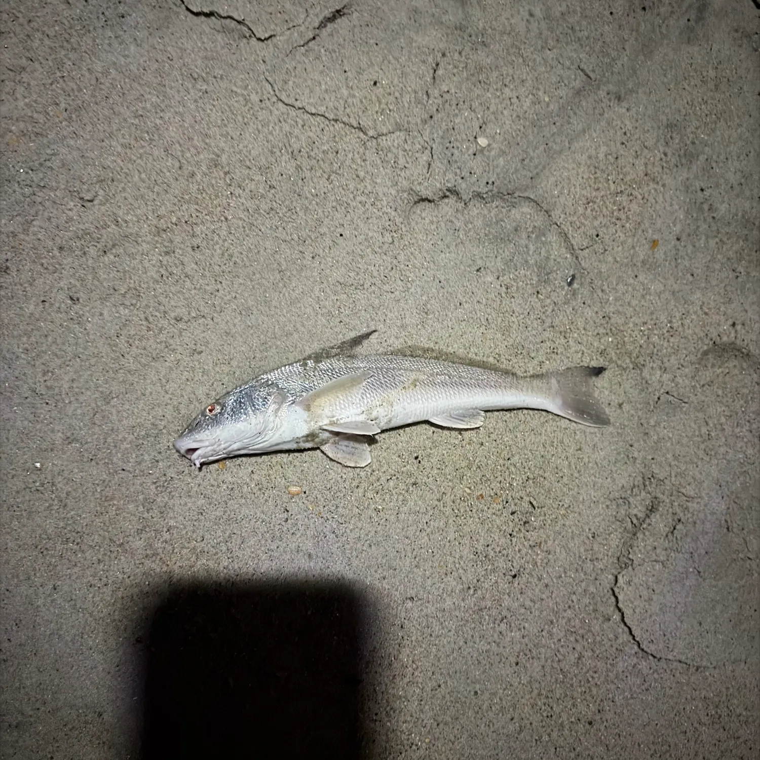 Gulf kingcroaker caught on Fishbrain