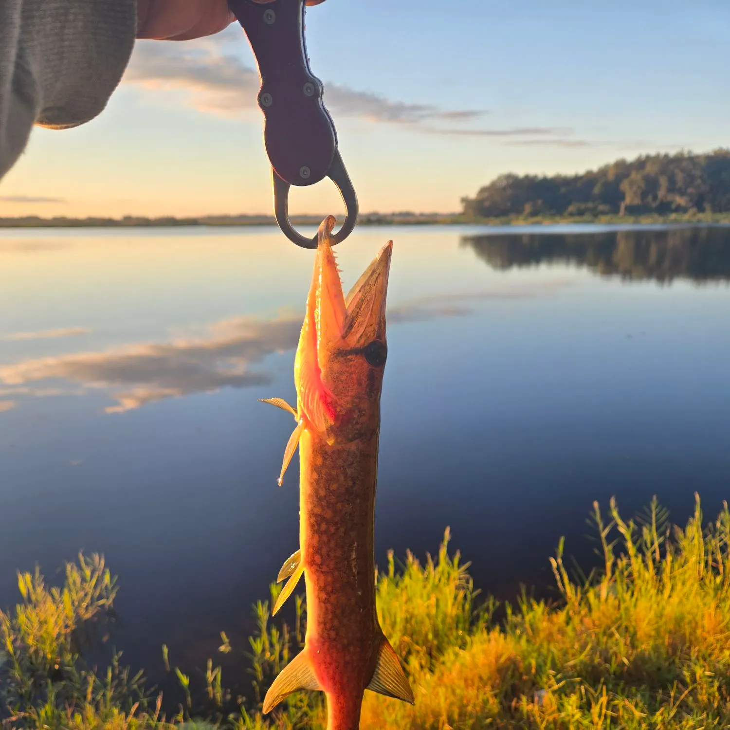 Chain pickerel caught on Fishbrain