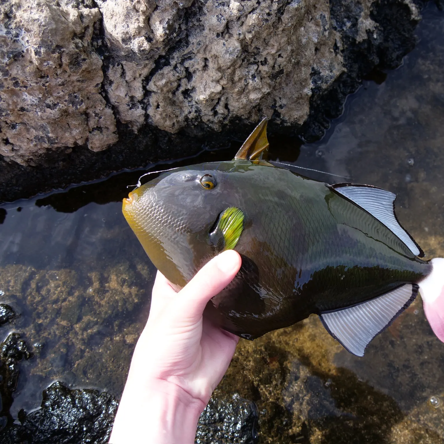 The most recent Pinktail triggerfish catches on Fishbrain