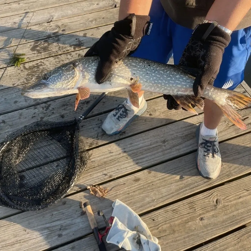 Northern pike caught on Fishbrain