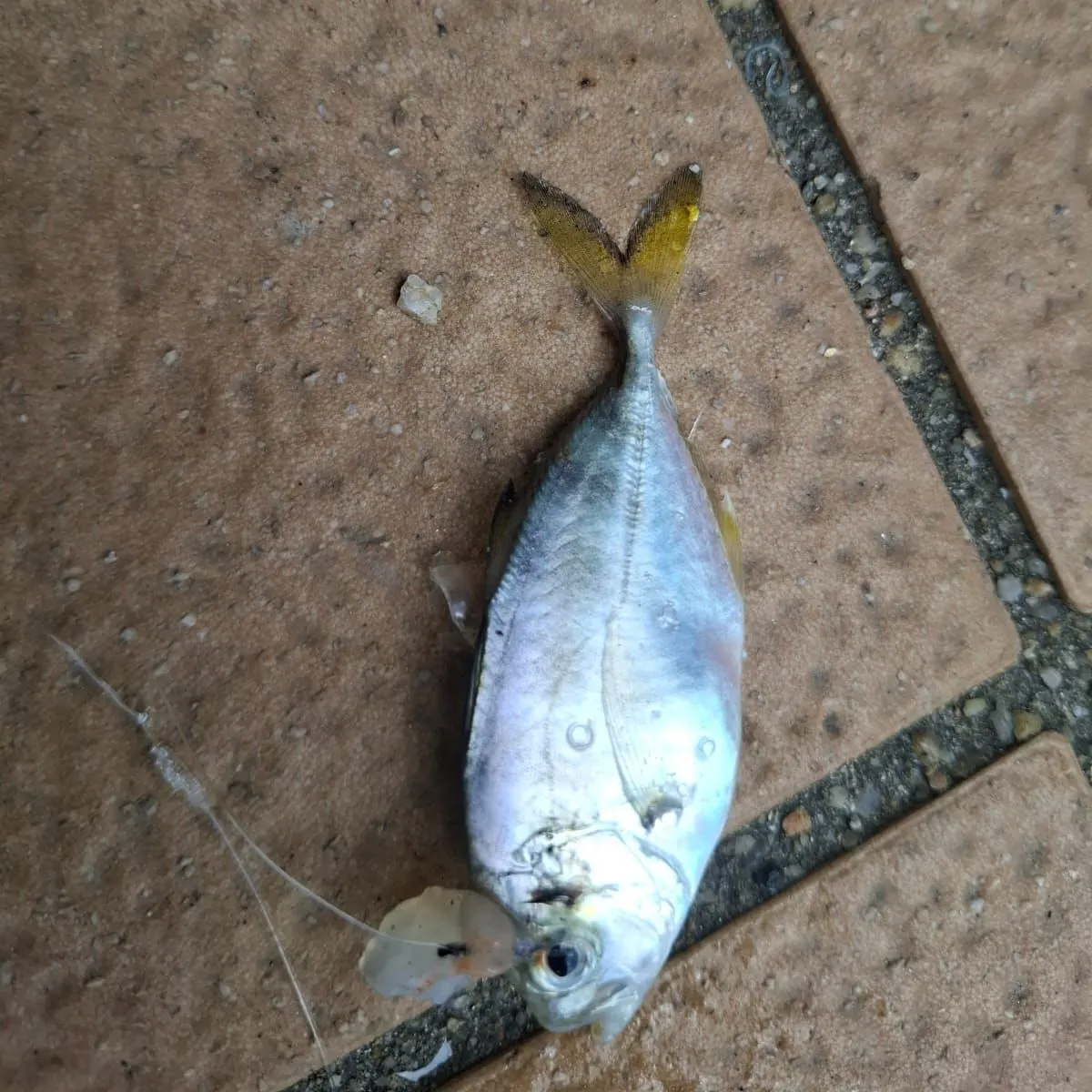 The most recent Whitefin trevally catches on Fishbrain