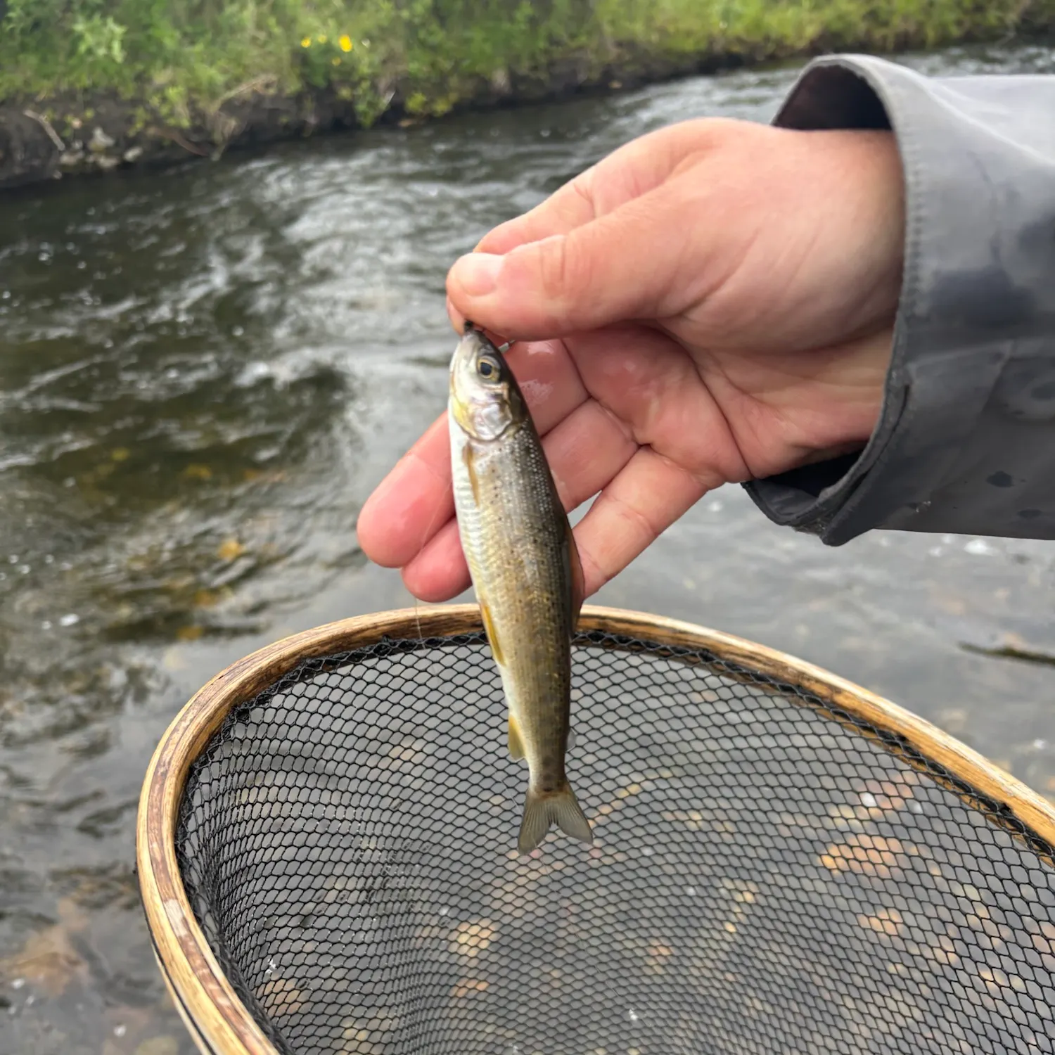 The most recent Arctic grayling catches on Fishbrain
