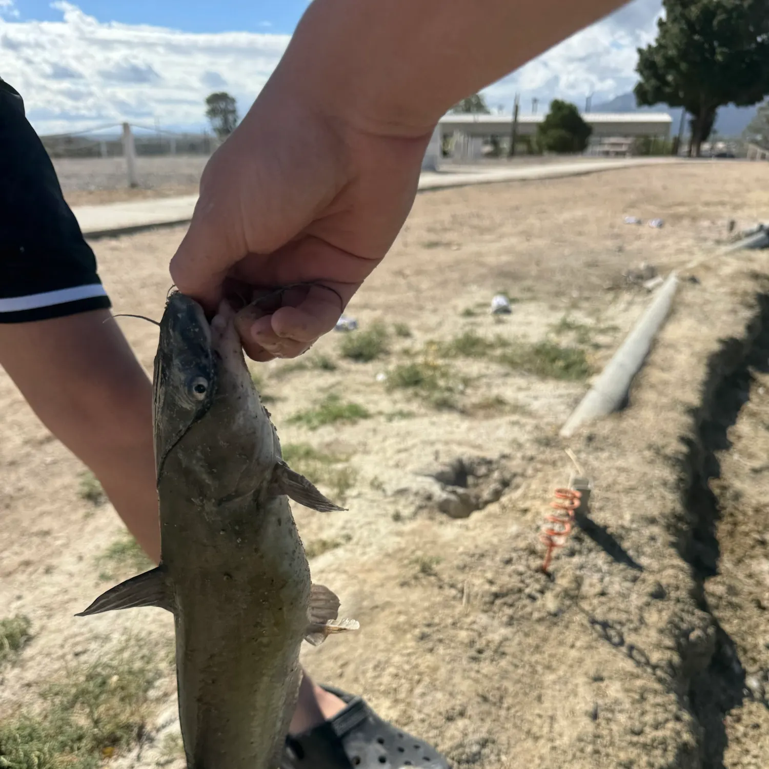 Channel catfish caught on Fishbrain