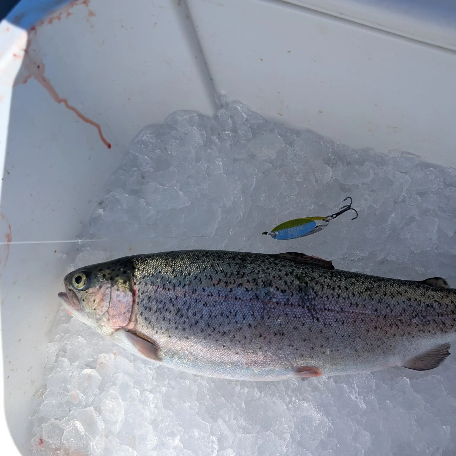 Rainbow trout caught on Fishbrain