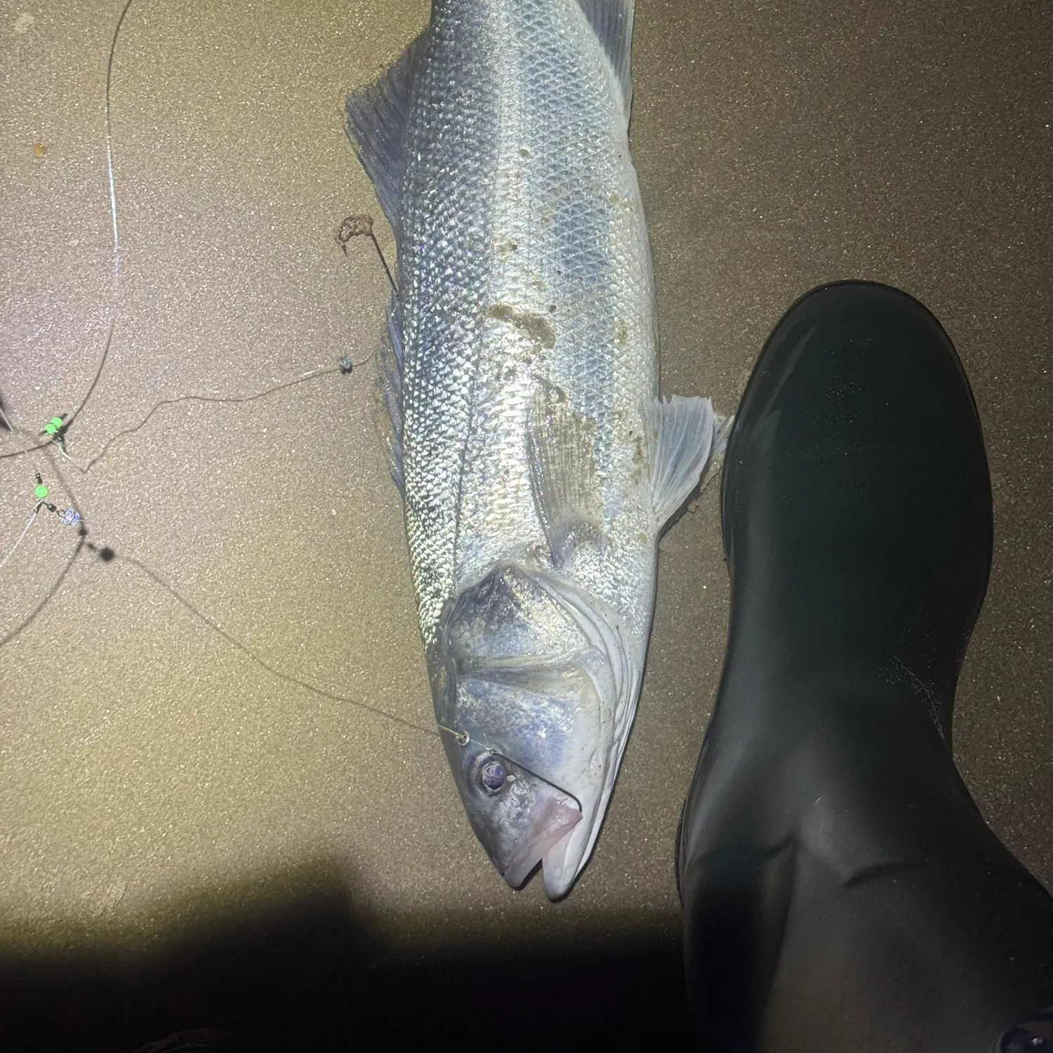 European seabass caught on Fishbrain