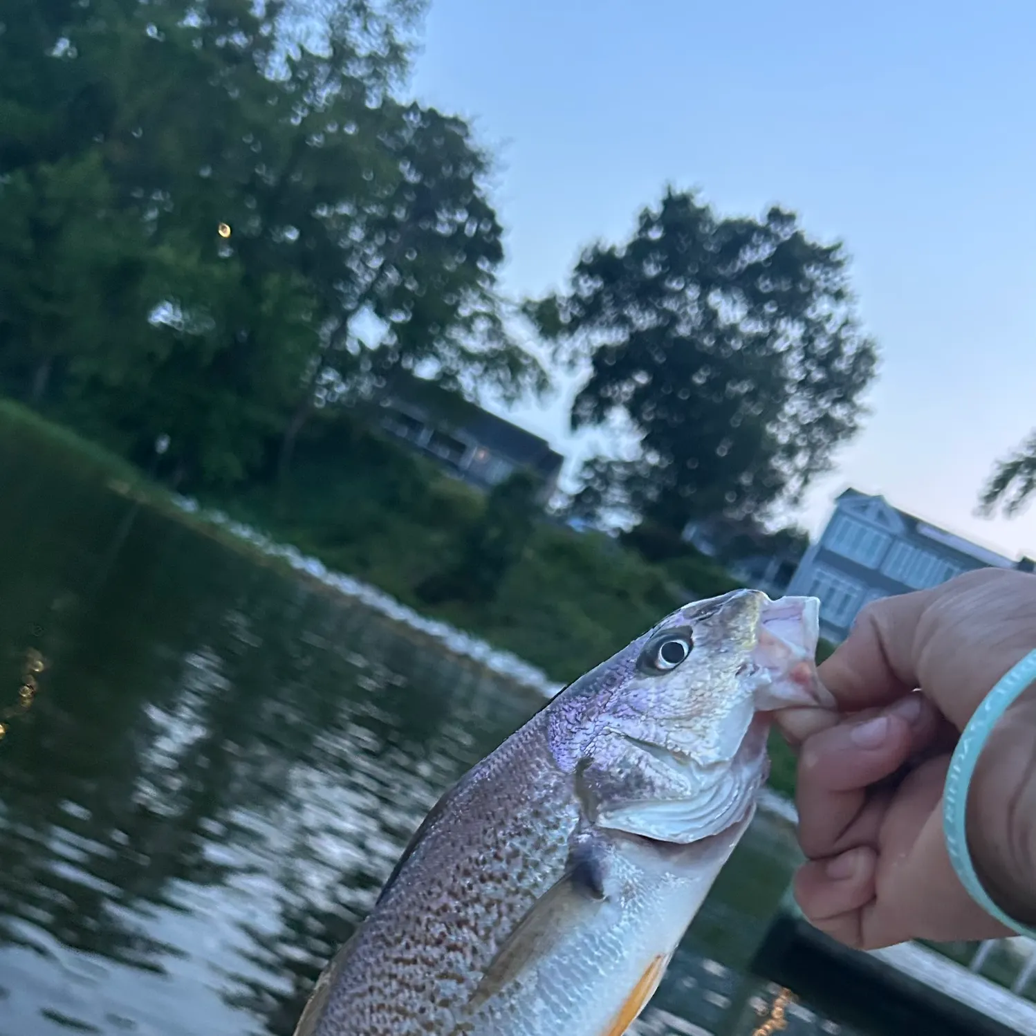 Atlantic croaker caught on Fishbrain