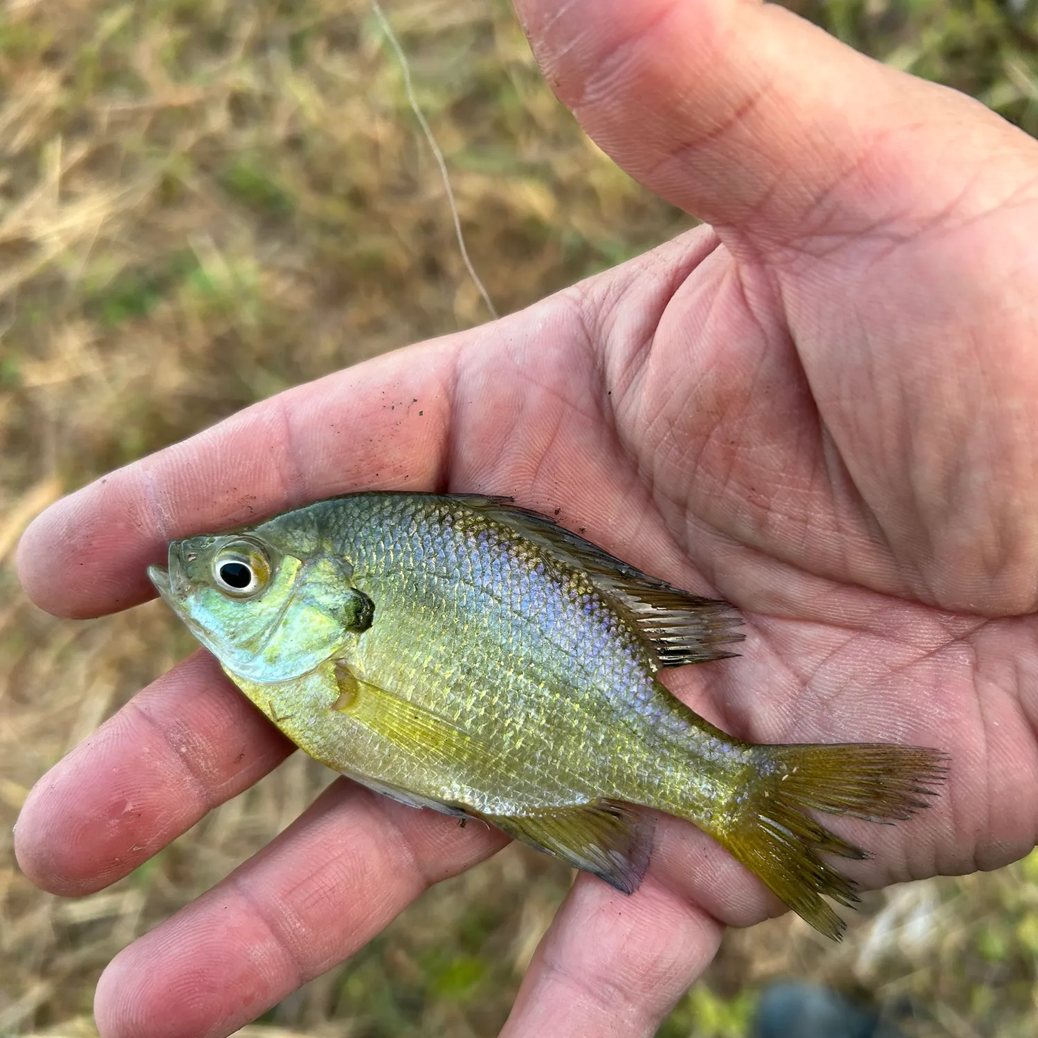 Bluegill caught on Fishbrain