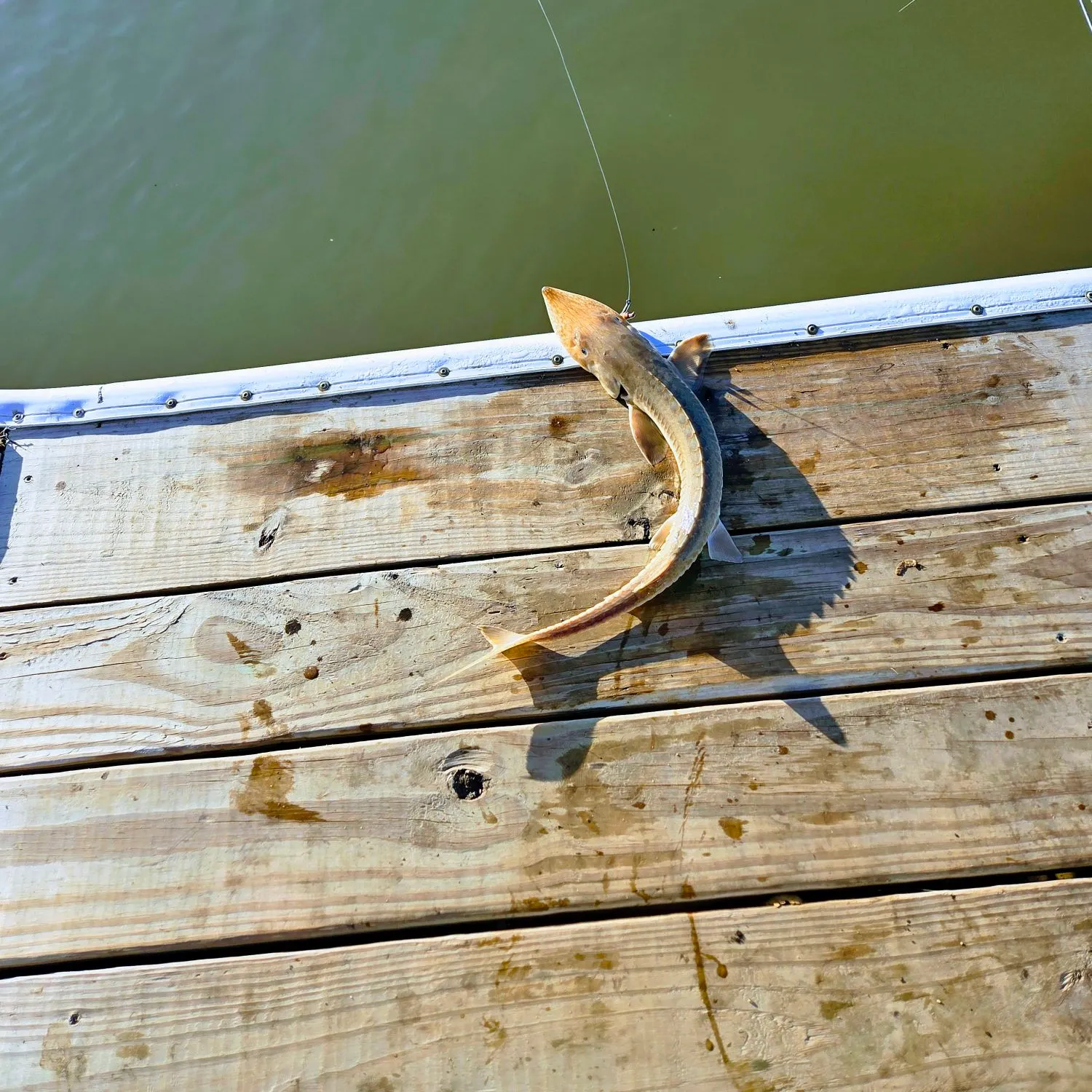 The most recent Shovelnose sturgeon catches on Fishbrain