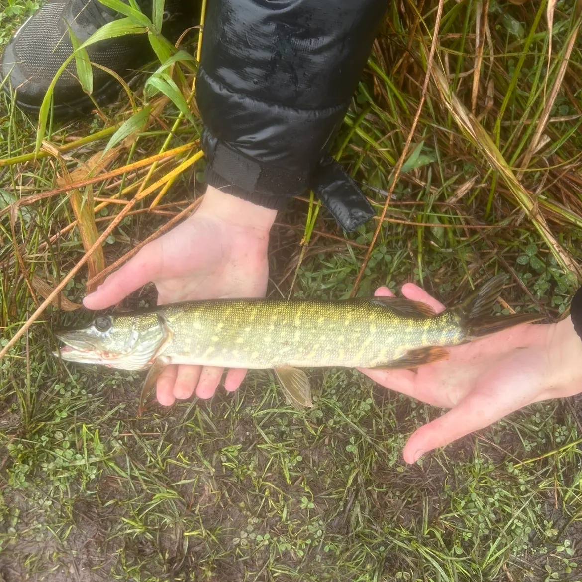 Northern pike caught on Fishbrain